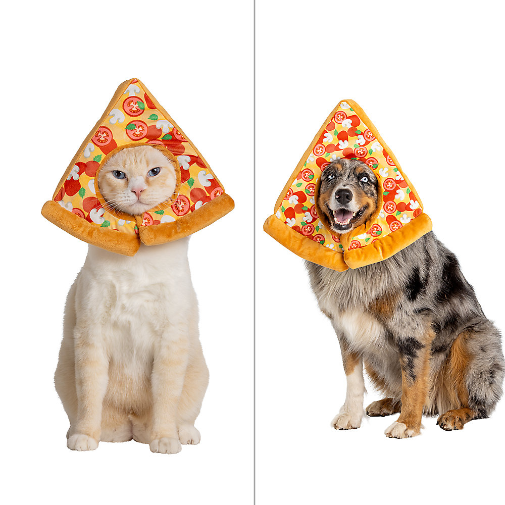 Cat and dog wearing pizza slice-shaped hats; the cat is white, and the dog is a mix breed with a grey and black coat. Both look directly at the camera