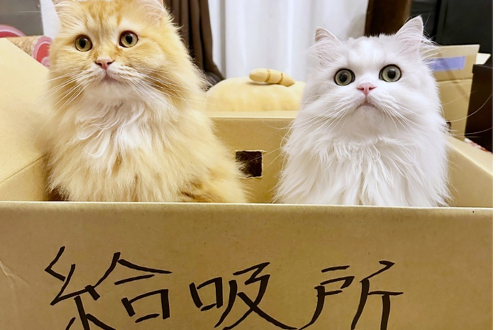 “給吸所”の中でちょこんと並んで座るエマちゃん(左)とノーマンくん(右)