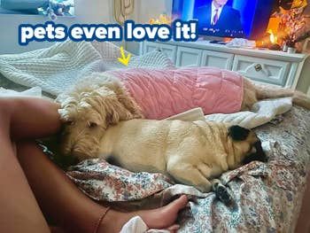 Two dogs, a aureate  retriever and a pug, are lying connected  a furniture  adjacent  to a person. The TV successful  the inheritance  shows a quality    anchor. The country   is dimly lit and cozy