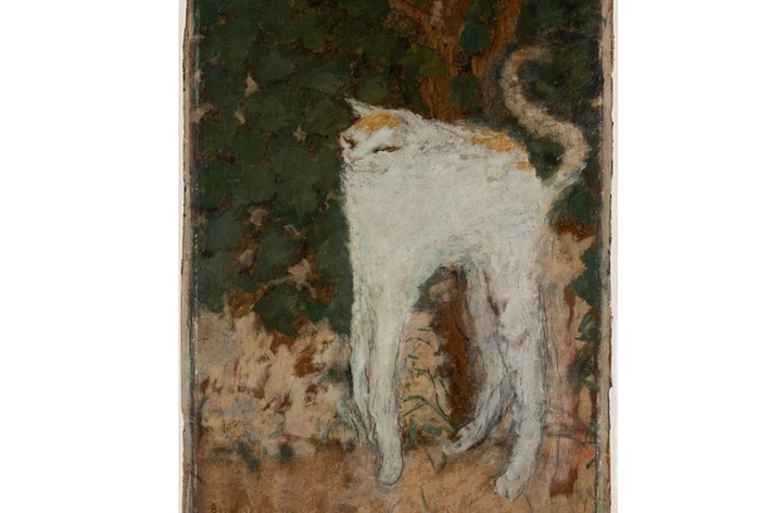 白い猫が爪とぎマットの上に立っている。箱やはしごが背景に見える。