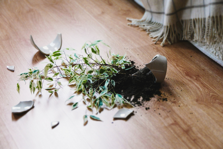 A broken plant pot lies on the wooden floor, with soil and a small leafy plant spilled out. A blanket is seen in the background