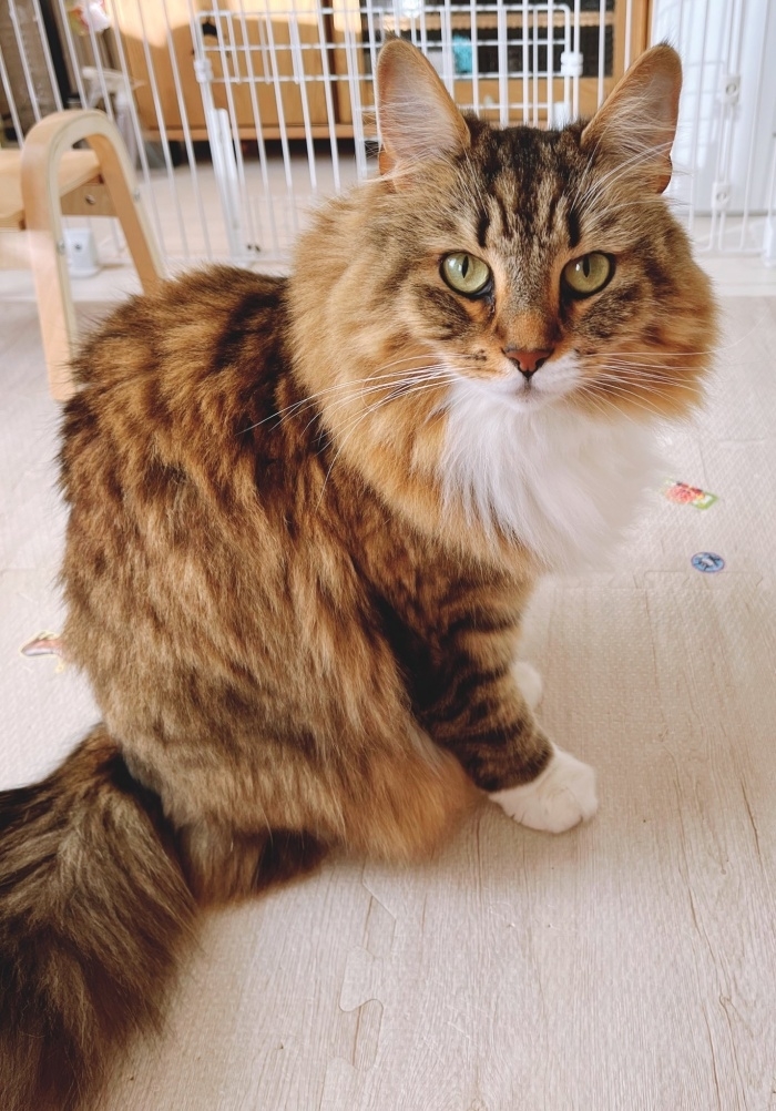 ゴージャスな被毛が素敵なルーナちゃん