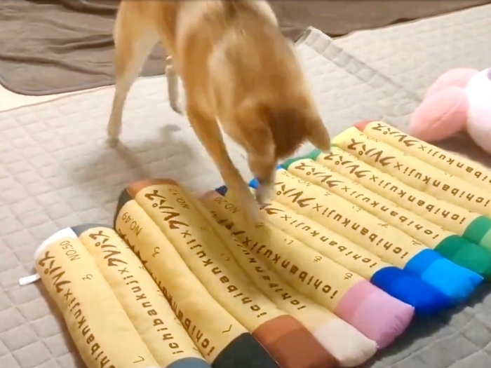 うすだいだい色めがけてジャンプする蘭ちゃん