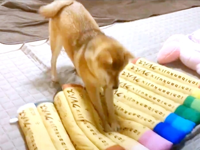 うすだいだい色を踏みつける蘭ちゃん