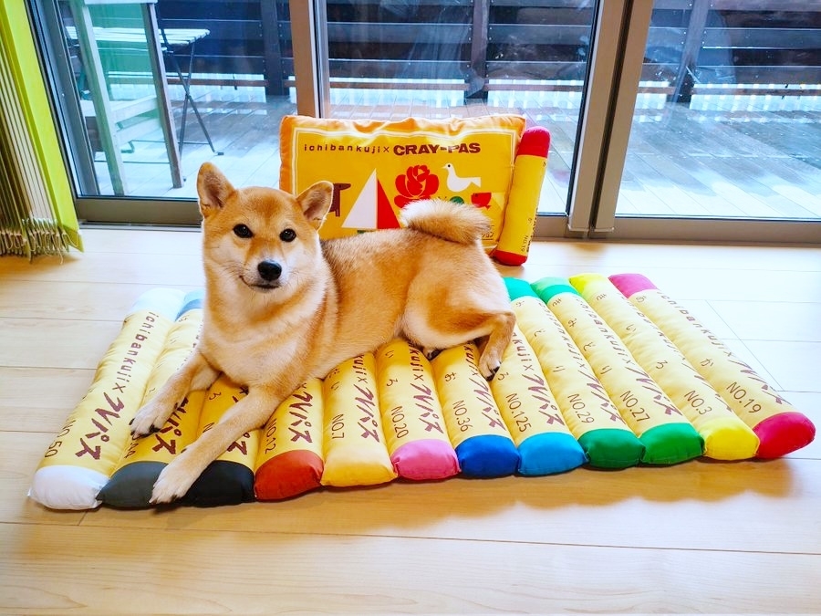 クッションの上でくつろぐ蘭ちゃん