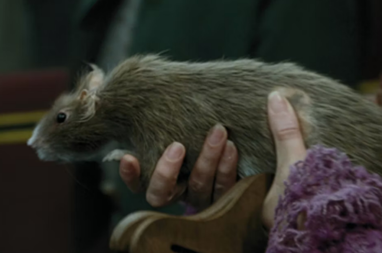 A person's hand holds a brown rat in a wooden enclosure with fur-covered fingers, while another person stands nearby