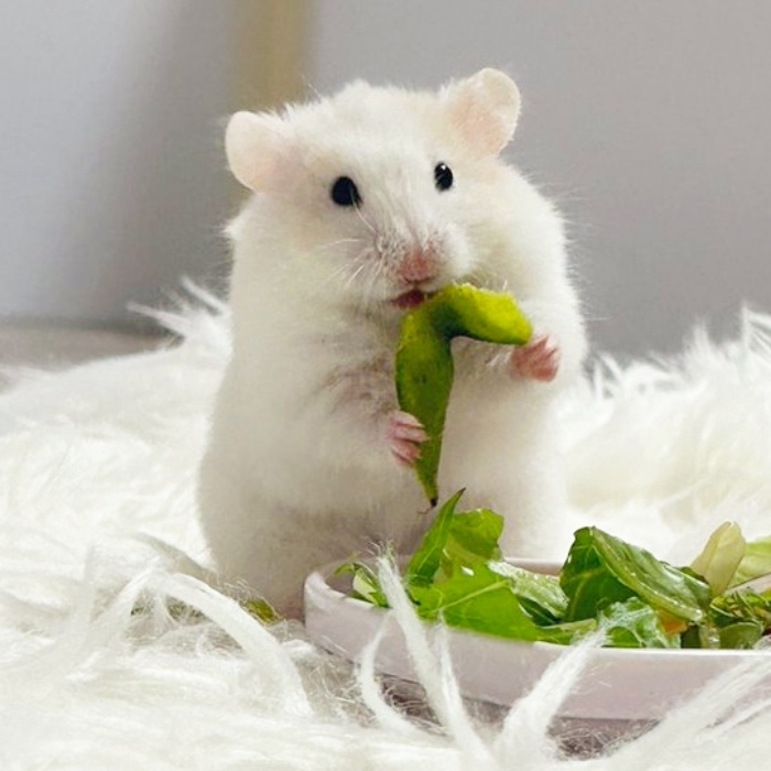 枝豆を中央から折って切り込みを入れて中身を食べるびびちゃん