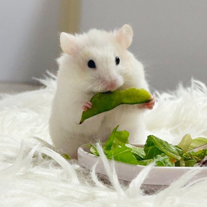 お皿から枝豆を取り出すびびちゃん