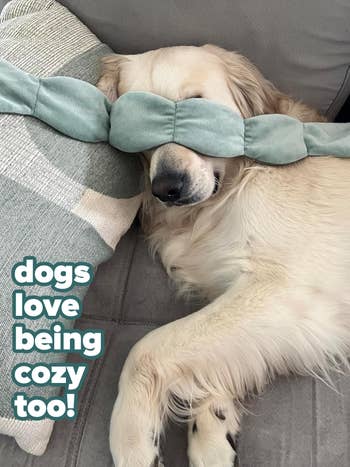 A canine  is lying connected  a sofa  with a brushed  artifact  covering its eyes, appearing to beryllium  resting oregon  sleeping