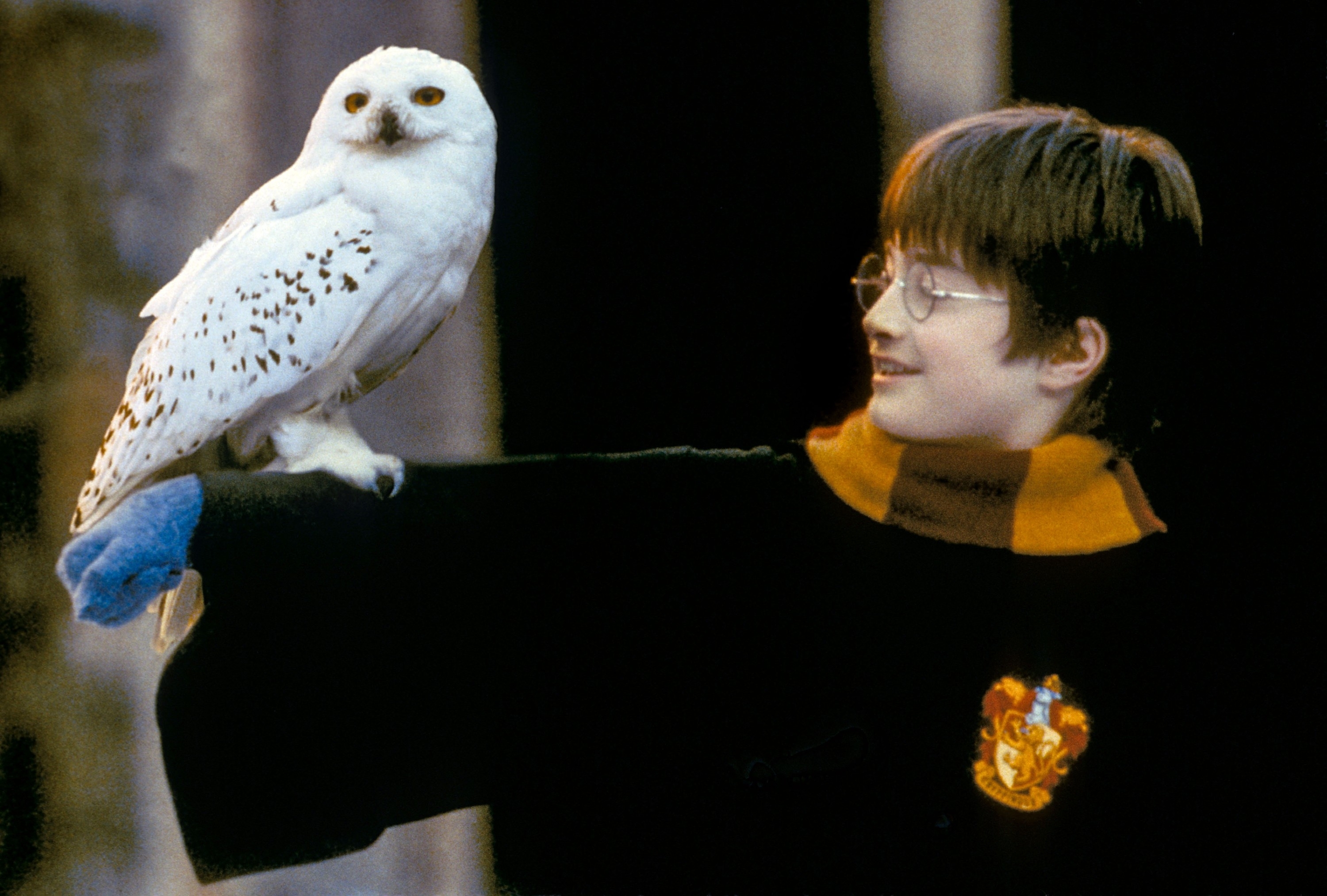 Daniel Radcliffe as Harry Potter with Hedwig the owl perched on his arm, wearing a Hogwarts robe and Gryffindor scarf