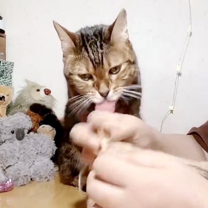 編み物をする飼い主さんの手舐めるはなちゃん