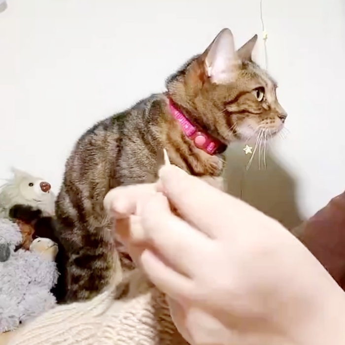 編み物をする飼い主さんのそばに座るはなちゃん