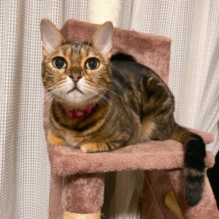 キャットタワーの上に乗って飼い主さんを見つめるはなちゃん