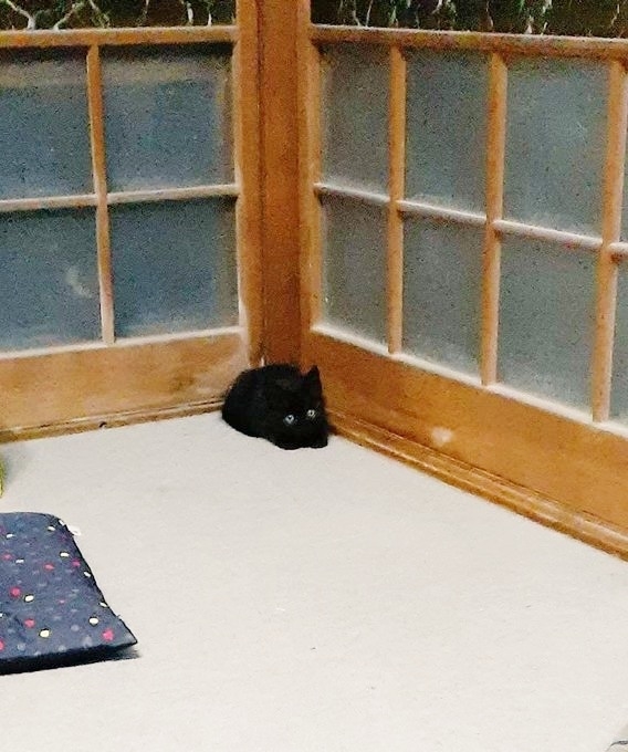 お迎え当時の小さなあんころくん