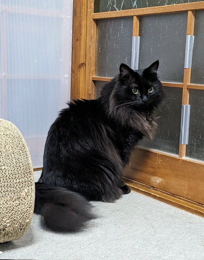 成長した現在のあんころくん