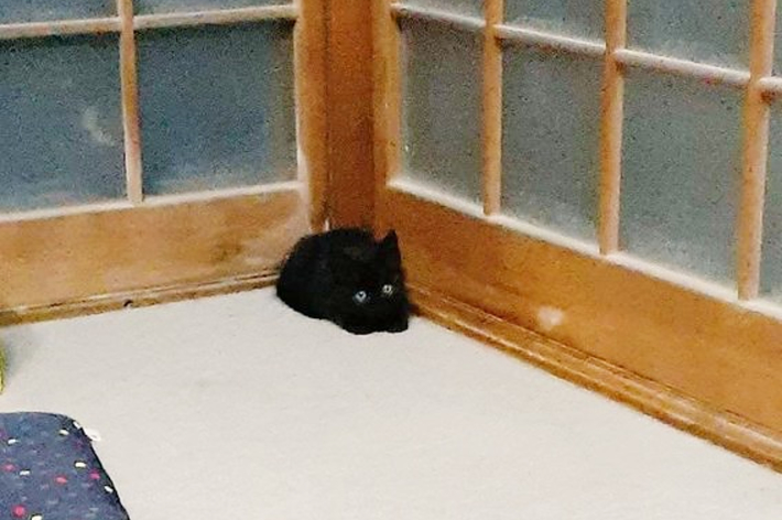 お迎え当時、生後推定6週間ほどだったあんころくん