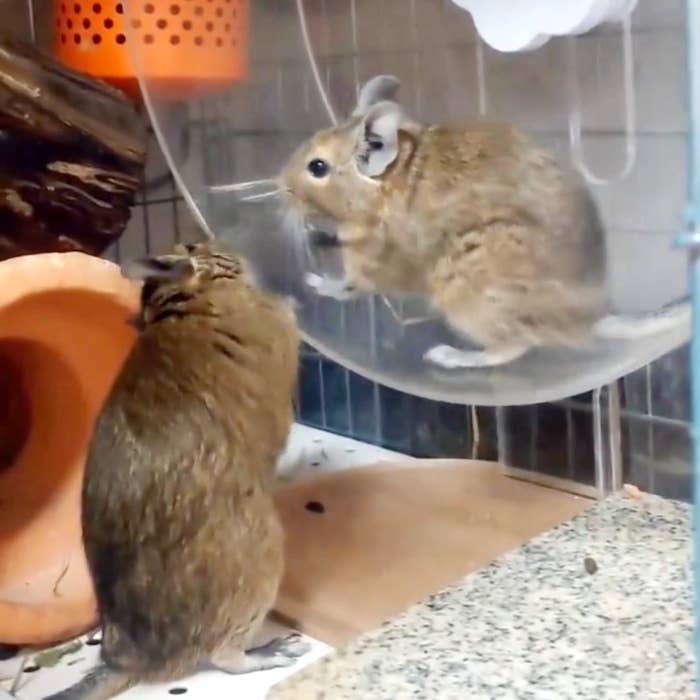 回し車に乗って走るデグーのピピちゃんとそれを手伝うココちゃん