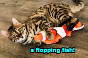 A Bengal cat cuddles with an orange flopping fish toy on a wooden floor