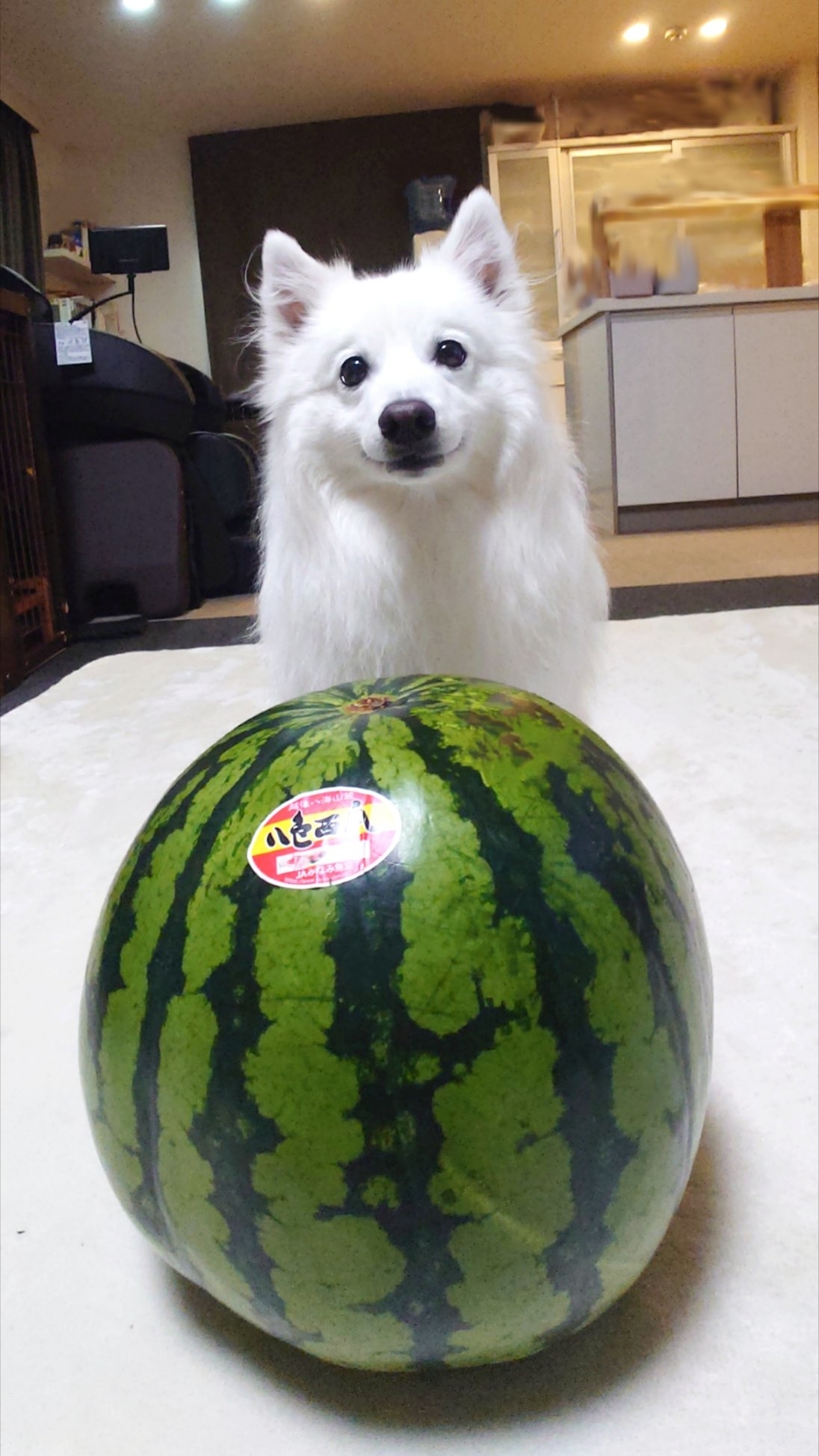 スイカを前に笑みを浮かべる楽くん