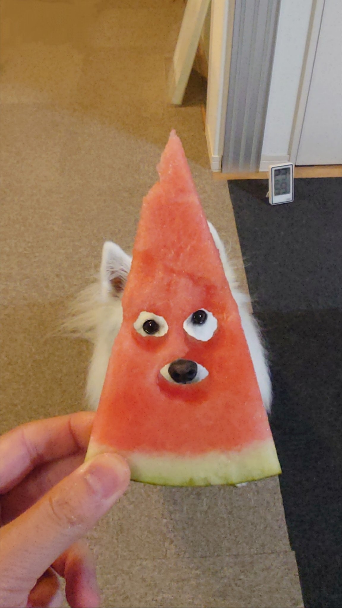 スイカの穴から目と鼻をのぞかせる楽くん