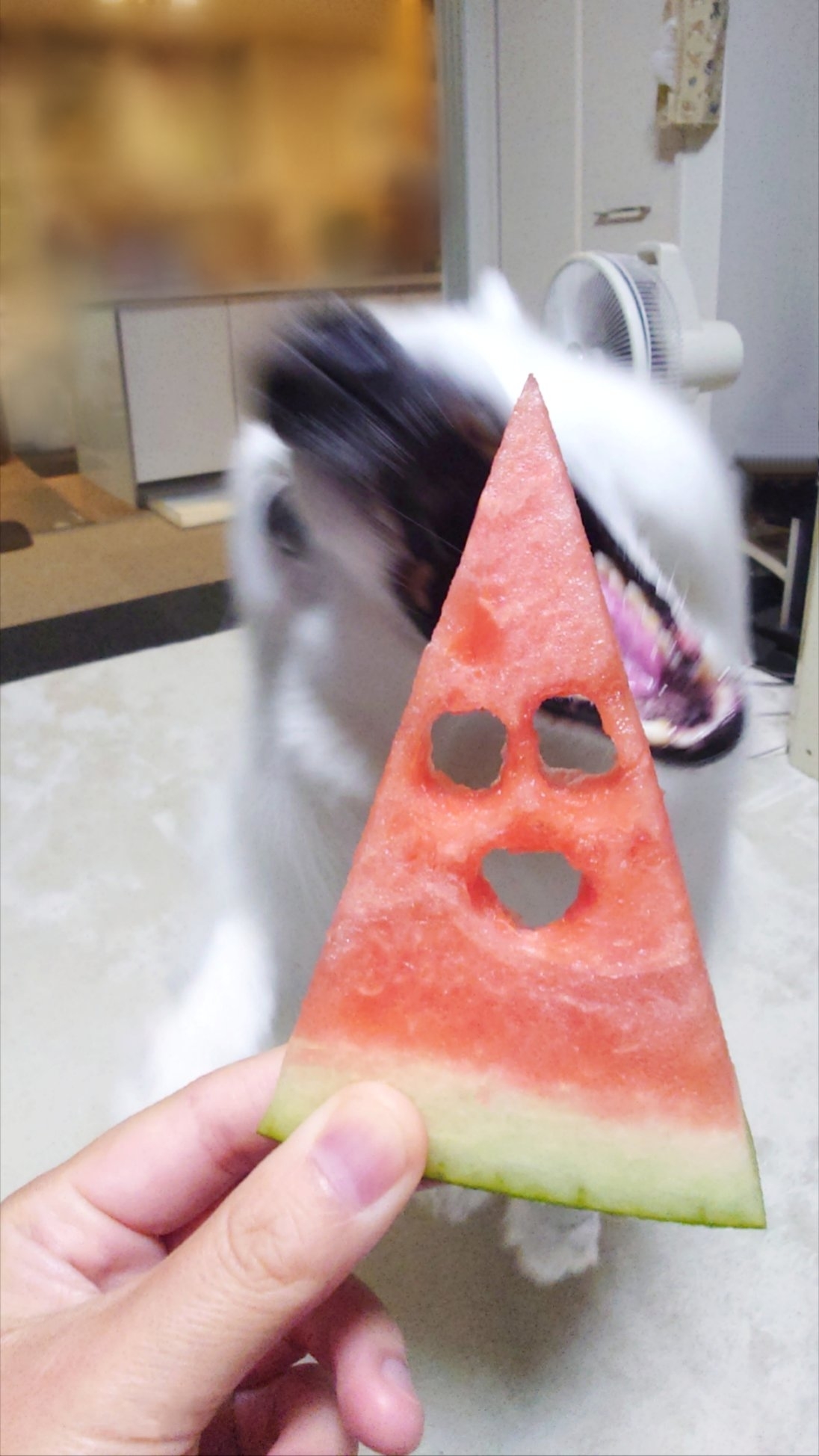 飼い主さんが油断するとスイカにかぶりつこうとする楽くん