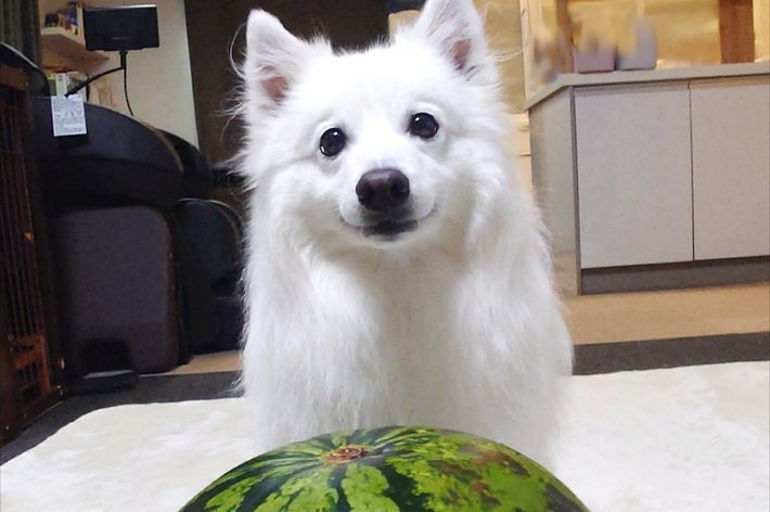 大きなスイカを前に笑みを浮かべる楽くん