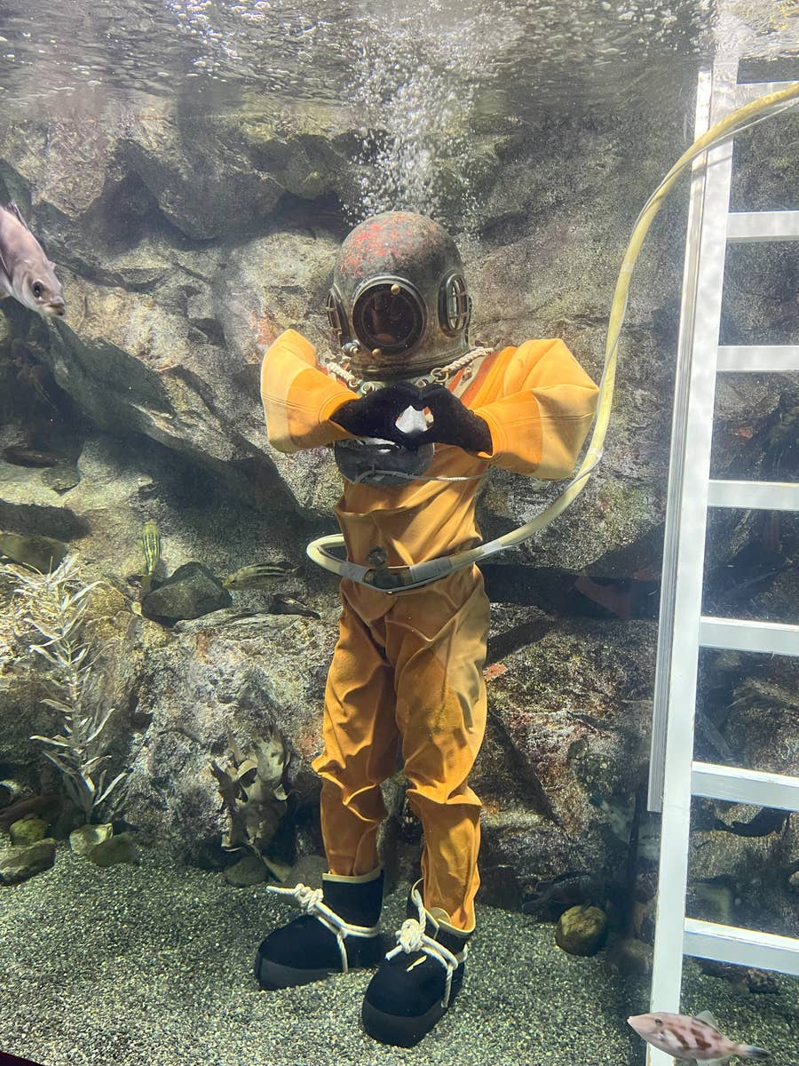 岩手の水族館で摩訶不思議な「南部ダイバーの一夜干し」が目撃される  