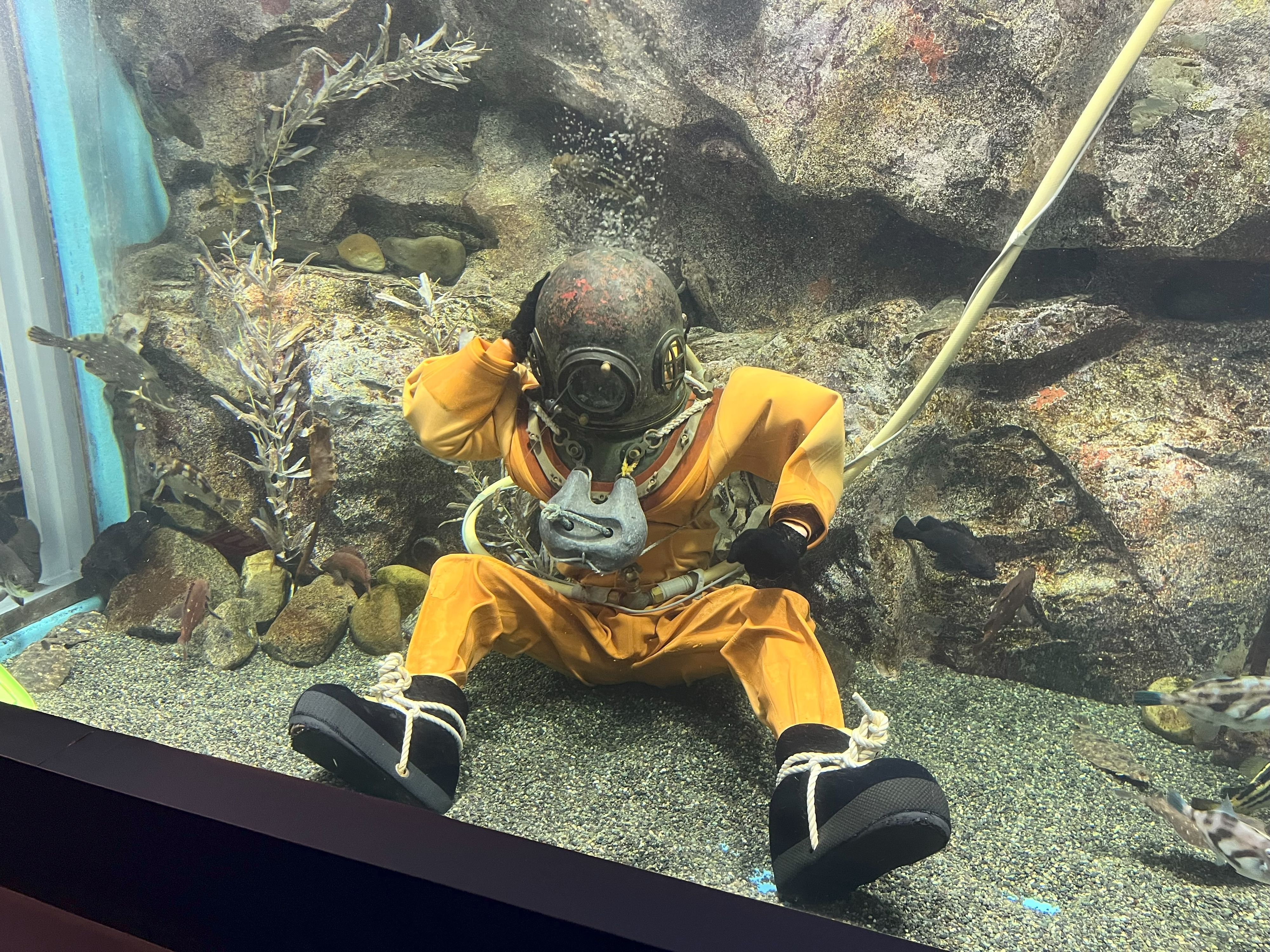 コミカルな動きがかわいい南部ダイバーさん