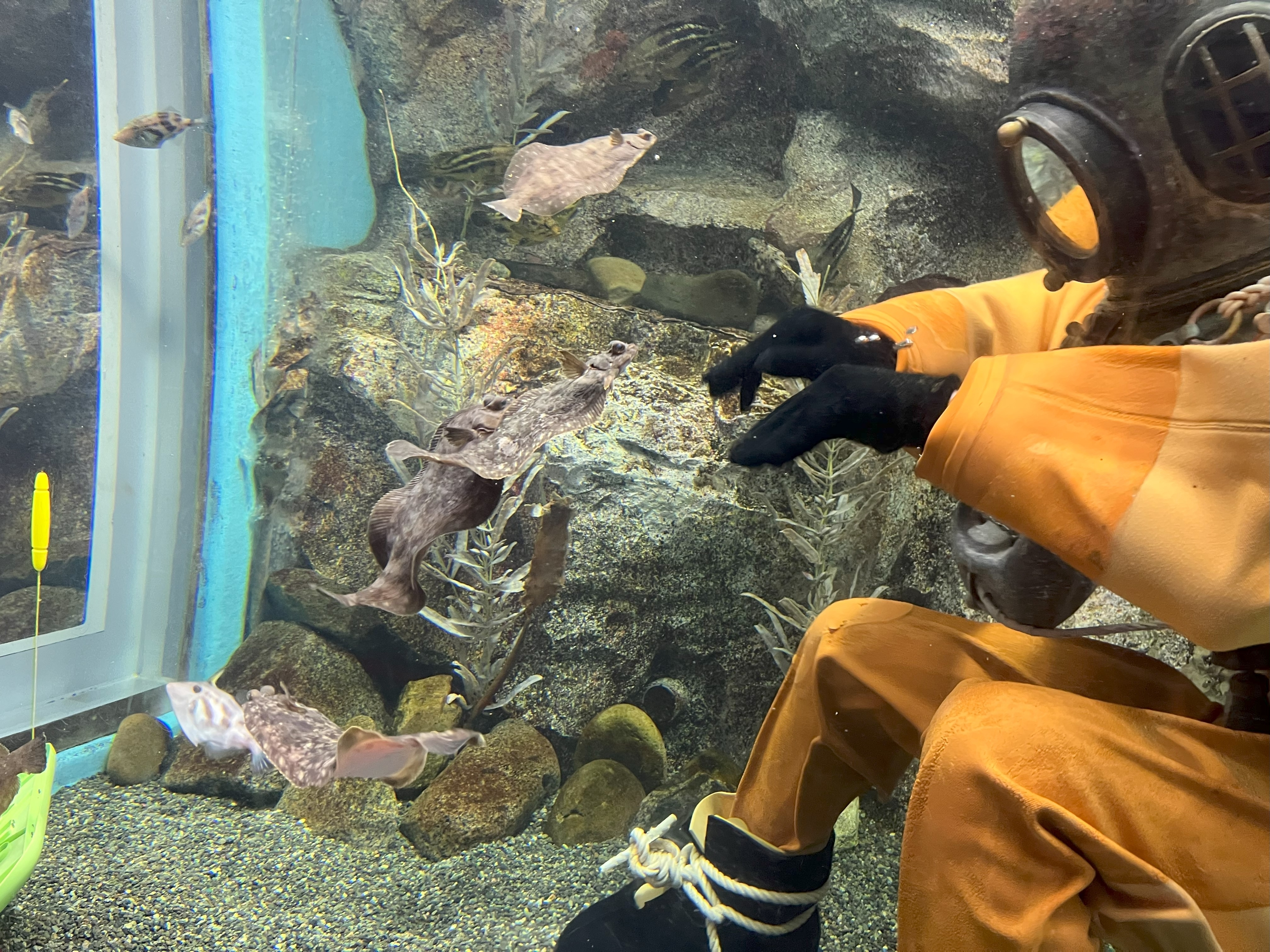 魚とたわむれる南部ダイバーさん