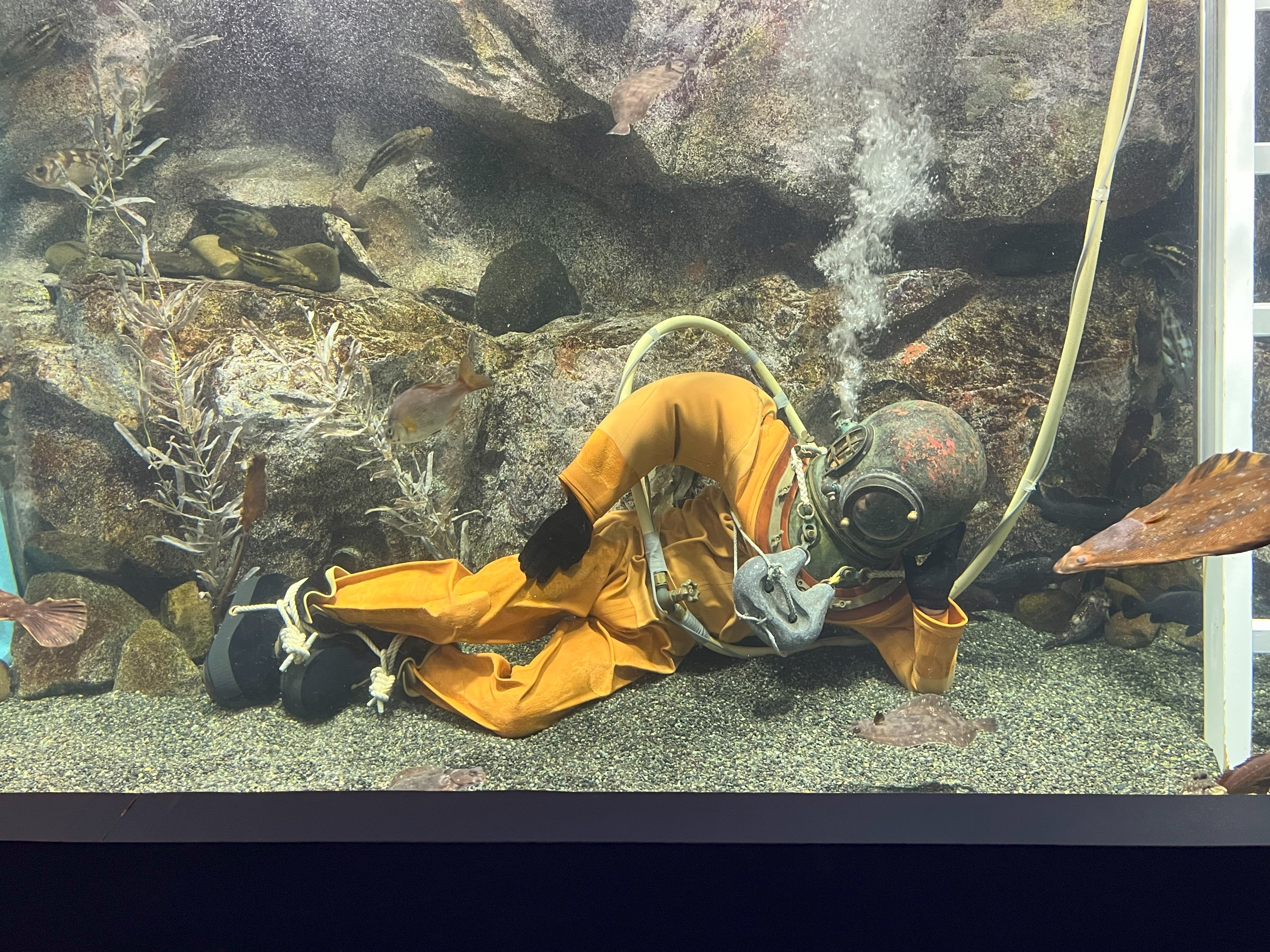 寝転ぶことだってできちゃう南部ダイバーさん