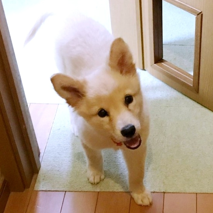 お迎えまもない頃、生後2カ月のつるちゃん