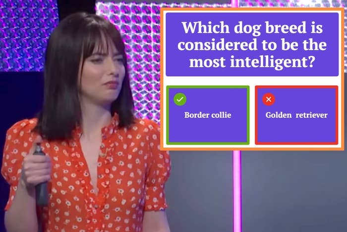 Sarah Sherman holding a game show buzzer in an SNL sketch next to a screenshot of the question which dog breed is considered to be the most intelligent with golden retriever incorrectly selected ober border collie