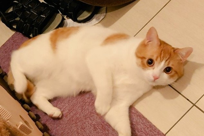 2匹の猫が並んで写っている。左の猫は驚いた表情をしていて、右の猫は窓の外を見つめている。