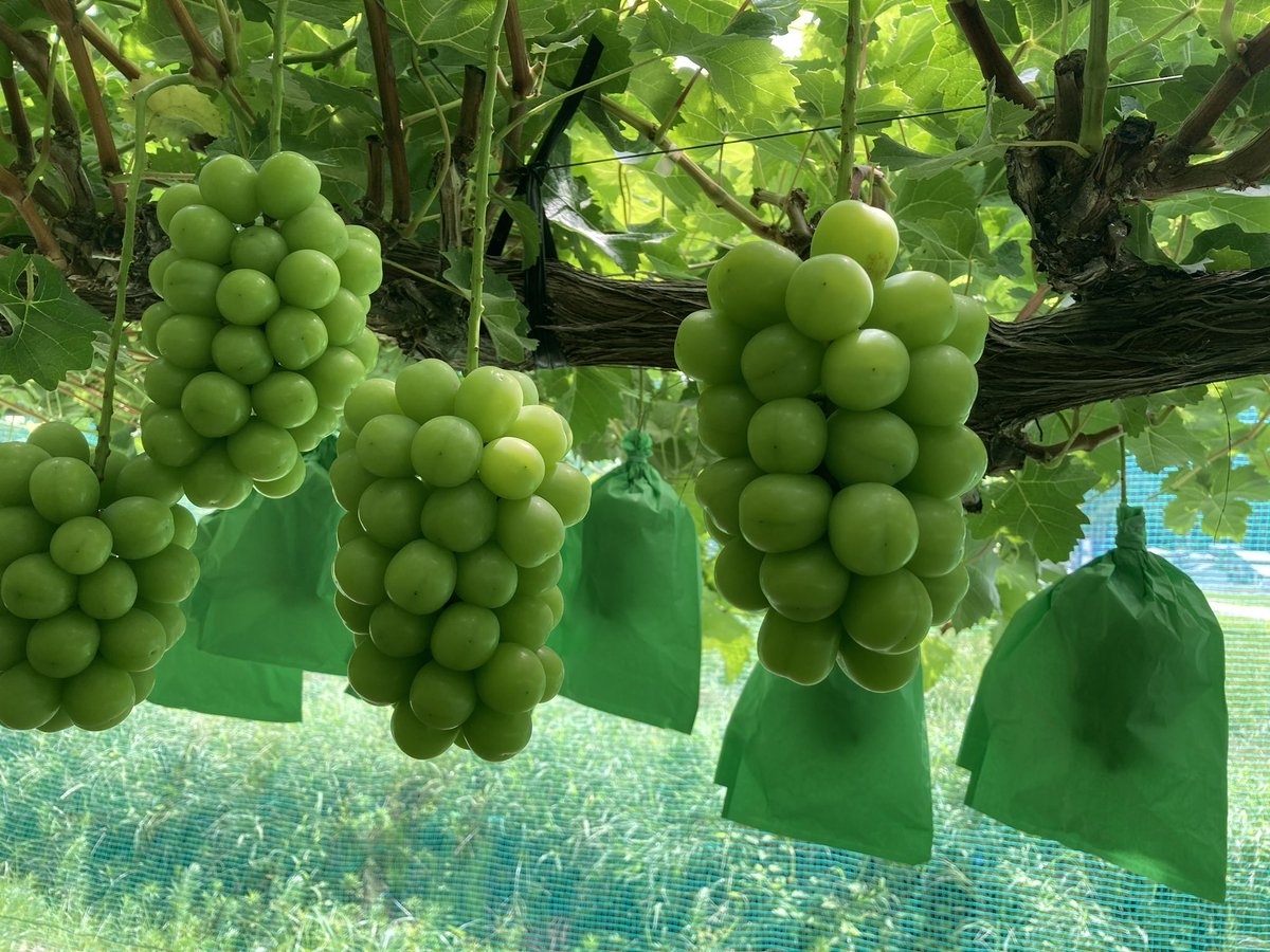 鈴木農園（山形県）の輝くようなシャインマスカット
