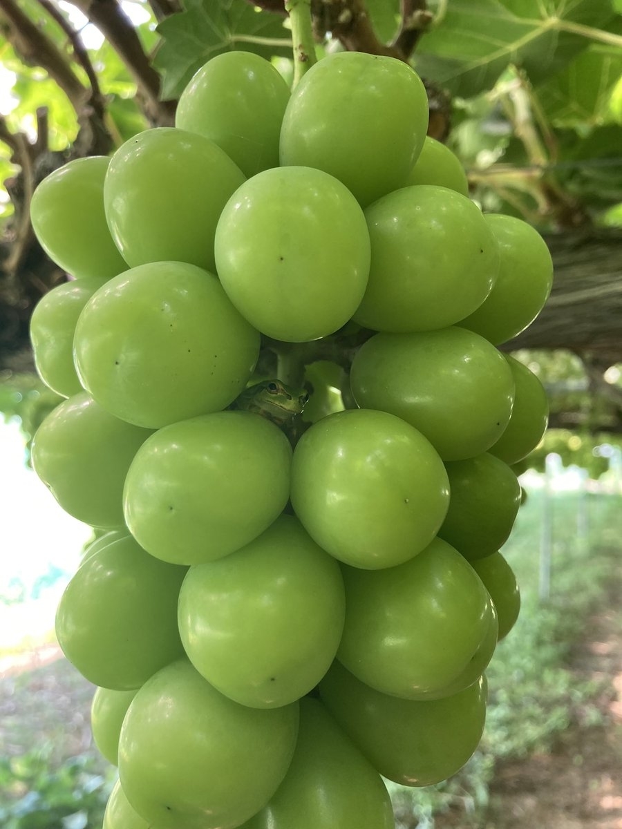 粒の間からひょっこり姿を現したアマガエル