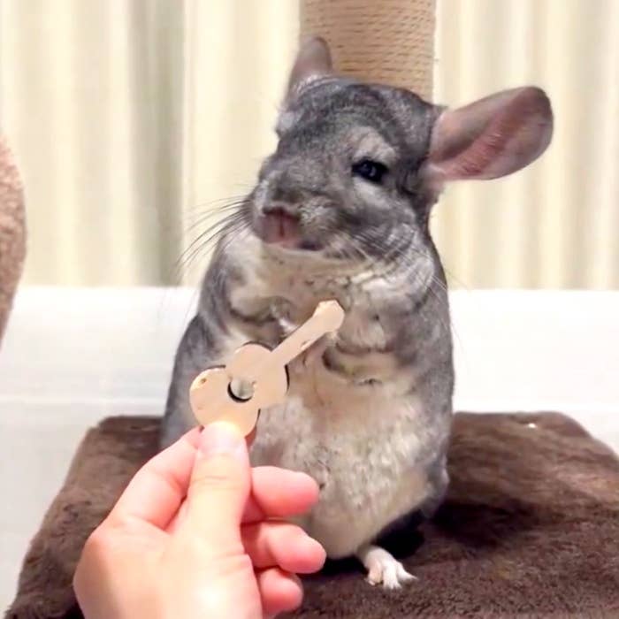 飼い主さんからギターのおもちゃを差し出されたココアちゃん