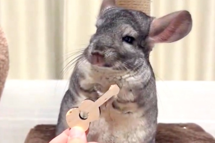 飼い主さんからギターのおもちゃを差し出されたチンチラのココアちゃん