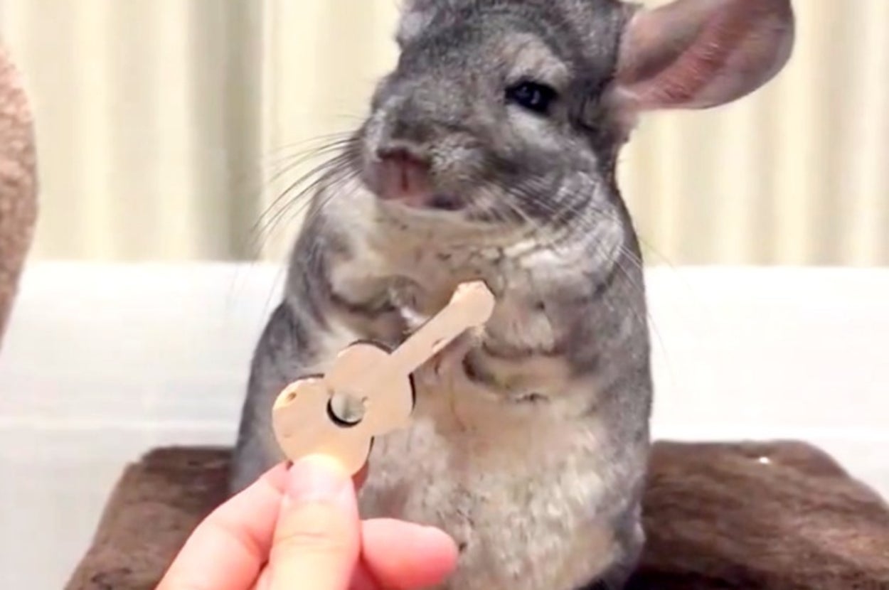 ギターをポイッ！チンチラのロックな姿に「かっけー笑」「めちゃくちゃ  