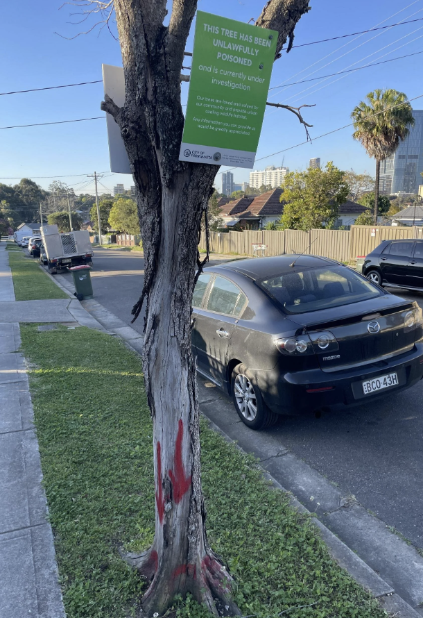 A tree on a street with a sign saying it was unlawfully poisoned and is under investigation. A black car with license plate BEC0 43H is parked next to it