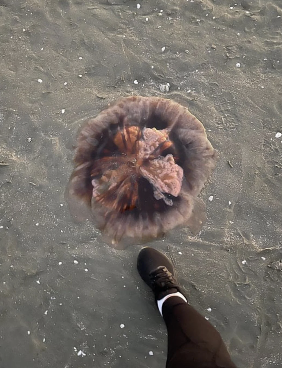 A large jellyfish is on a sandy beach beside a person's leg wearing black shoes and white socks. The person appears to be standing close to the jellyfish
