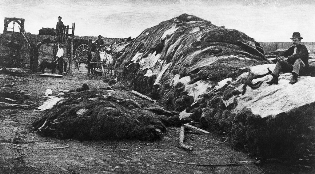 Historic photo of workers in the 1800s with buffalo hides piled high, illustrating the American buffalo extermination