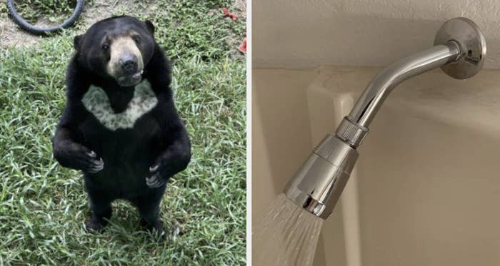 A bear standing on its hind legs with text, "This bear is not see-through," on the left, and a water stream from a showerhead with text, "This showerhead is not floating," on the right