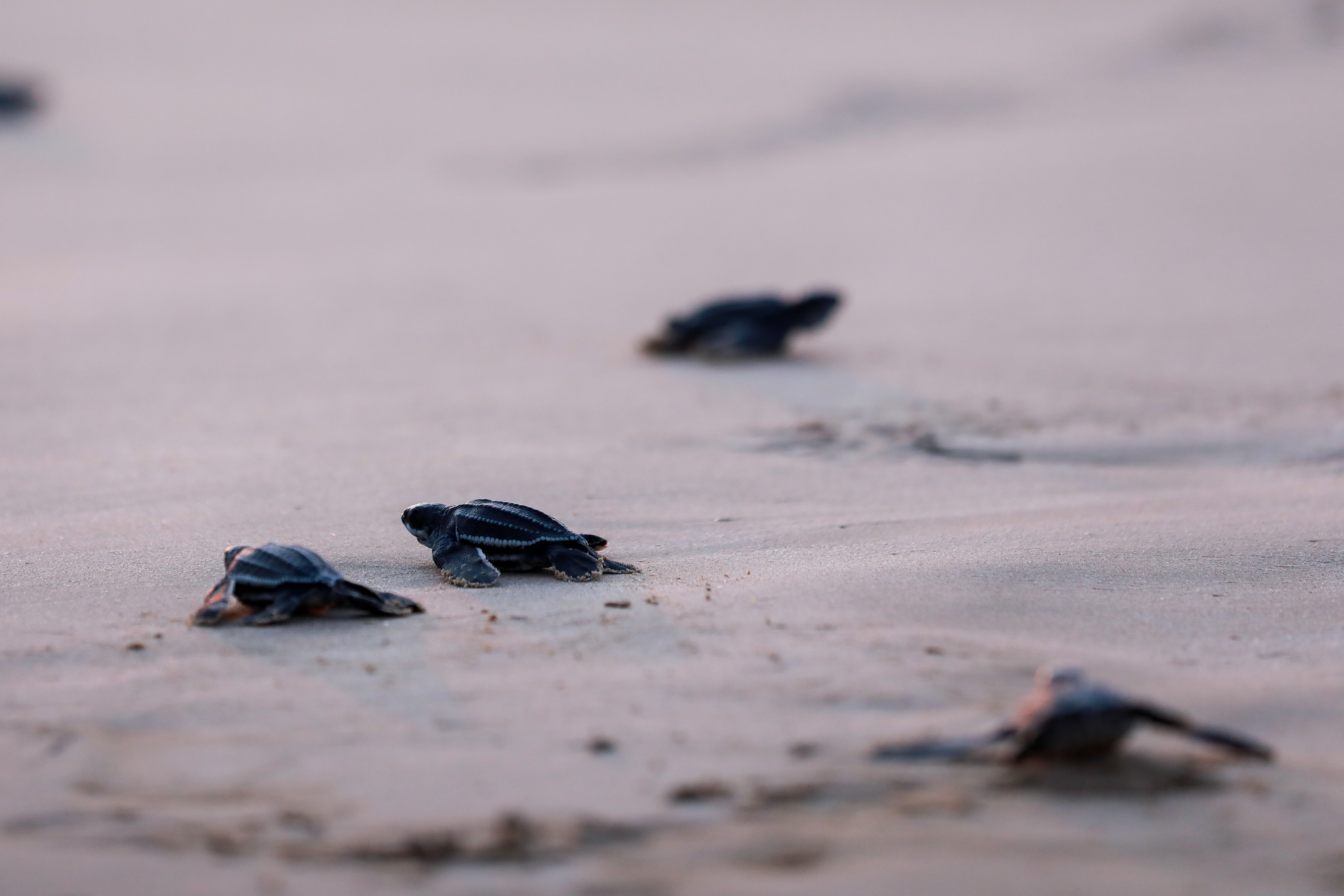 three baby sea turtles walk across the sand