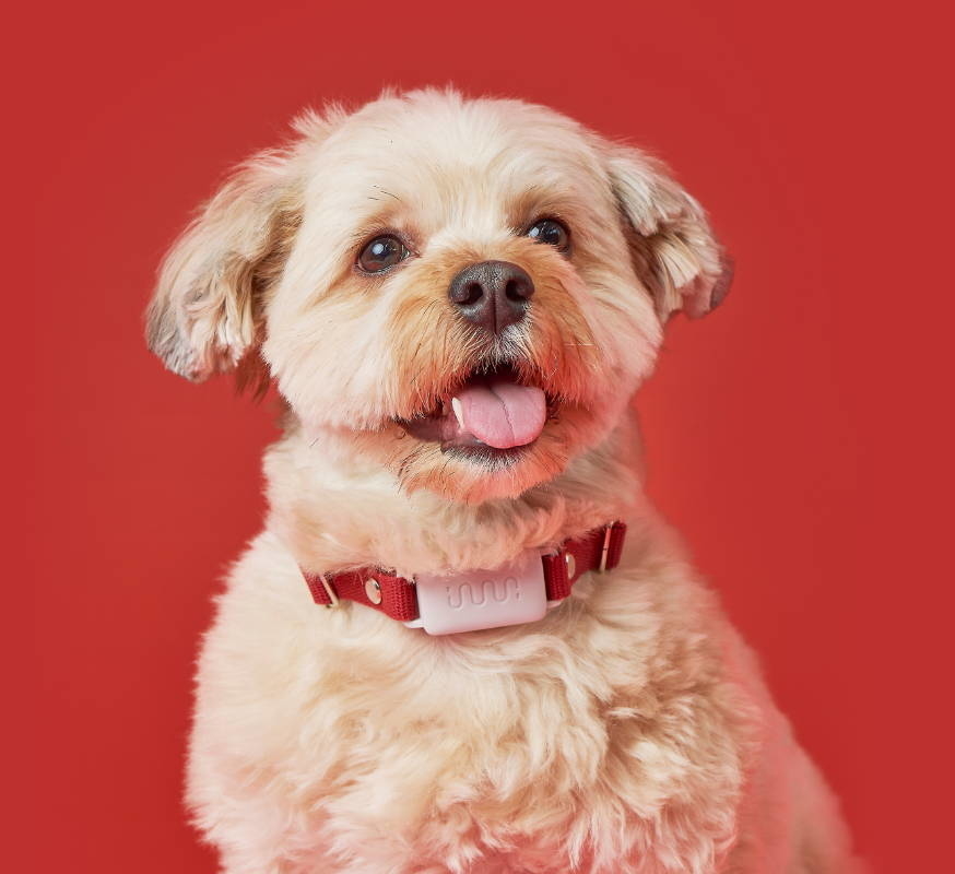 イヌパシー・カラー装着例