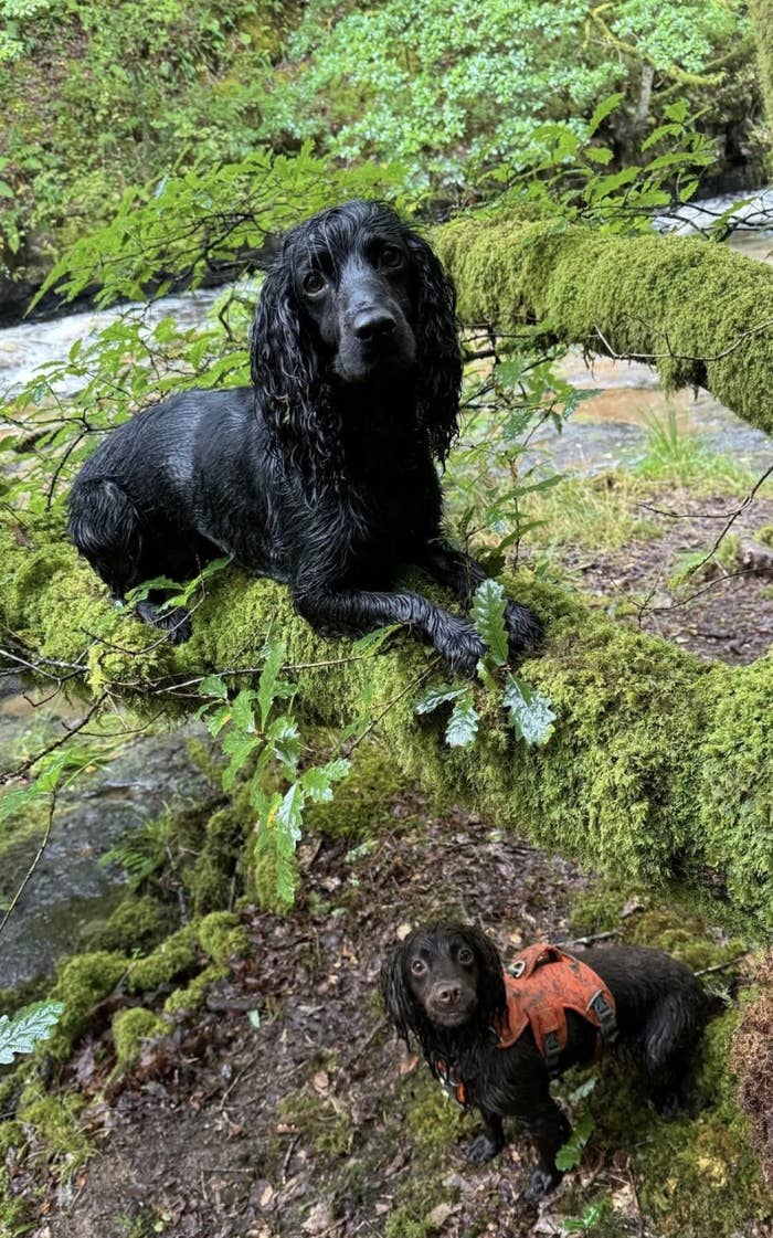 Two wet dogs on a moss-covered tree branch in a forest; one is lying on the branch while the other is standing below, wearing an orange harness