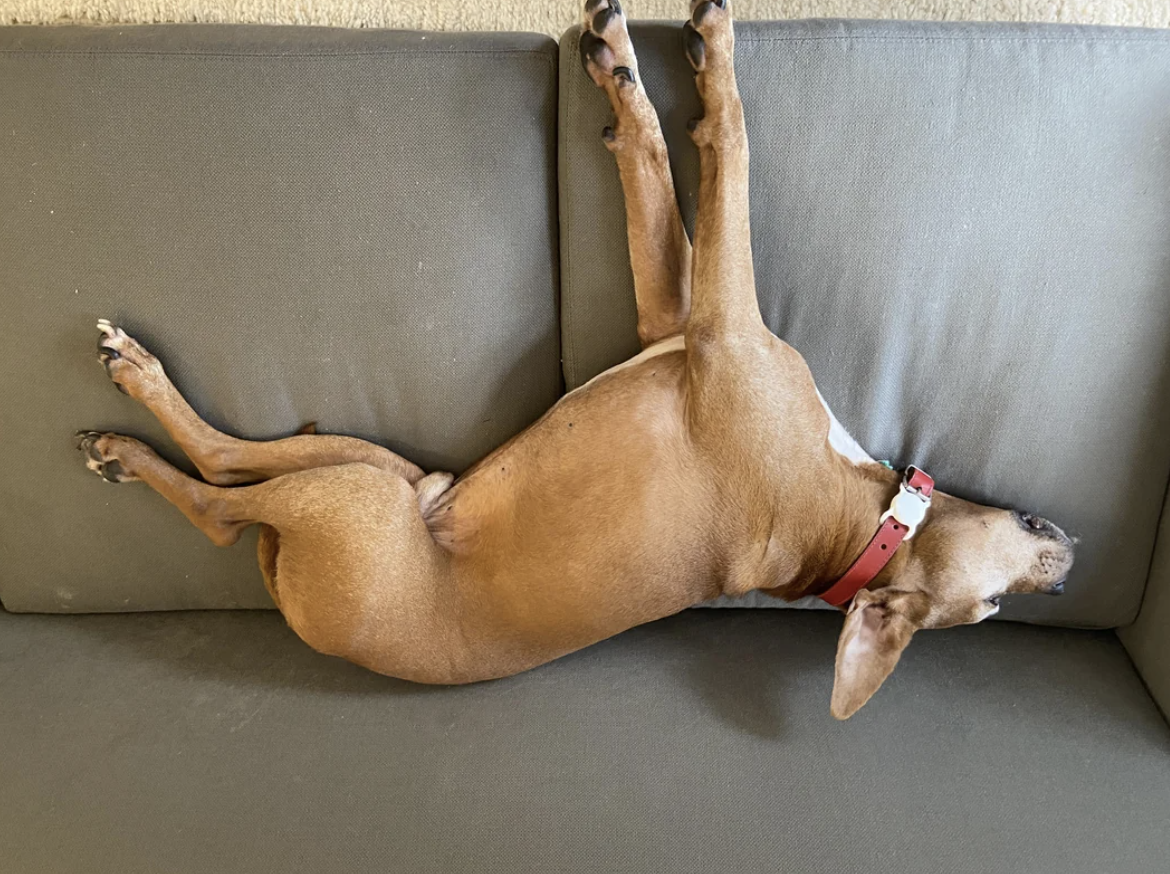 A dog with a red collar lies belly-up on a couch, with its back legs stretched out and front legs resting on the couch back