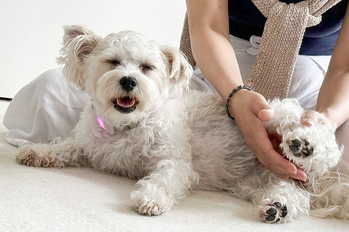 後ろ足をマッサージしてもらうリリちゃん