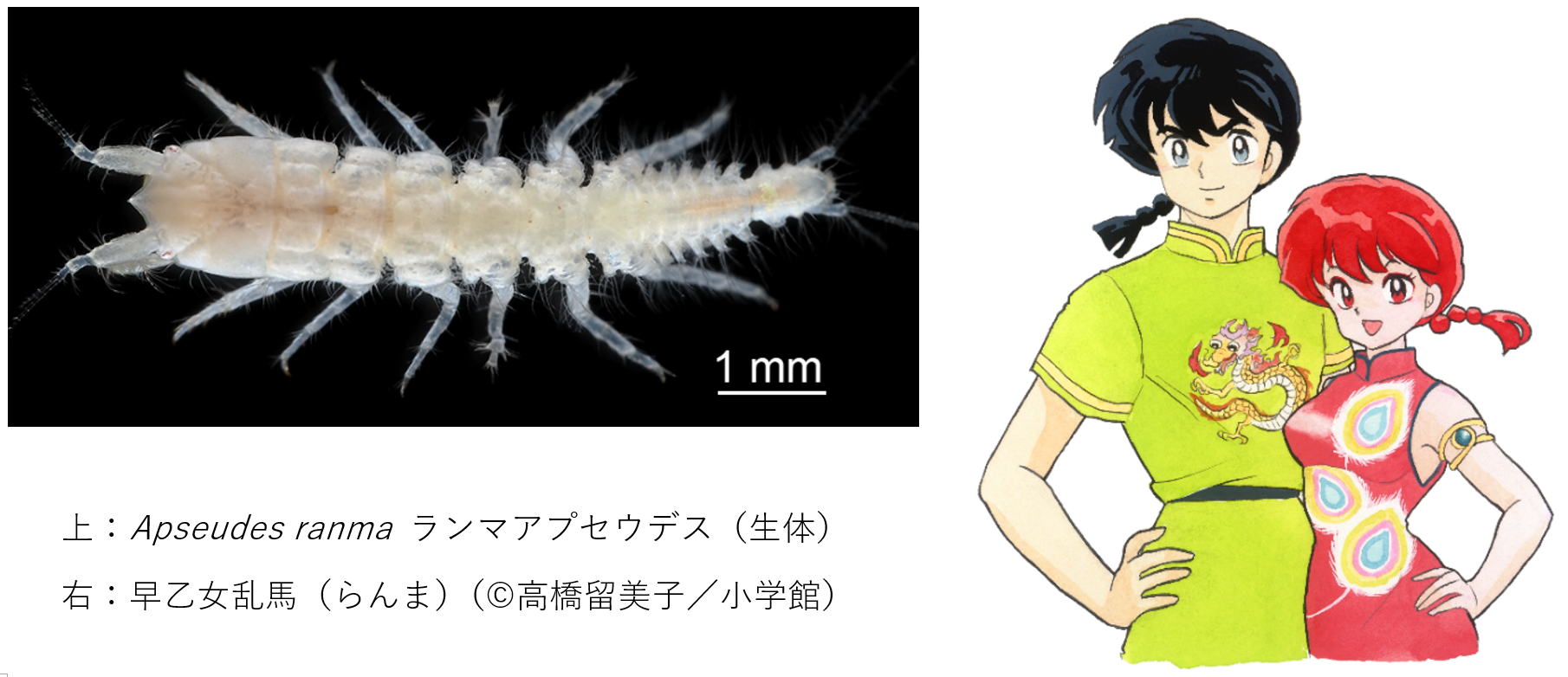 らんま1/2】新種の生物を「ランマ」と名付けた理由とは？「まじでーーー！！？」「留美子先生公認なんだ」と反響