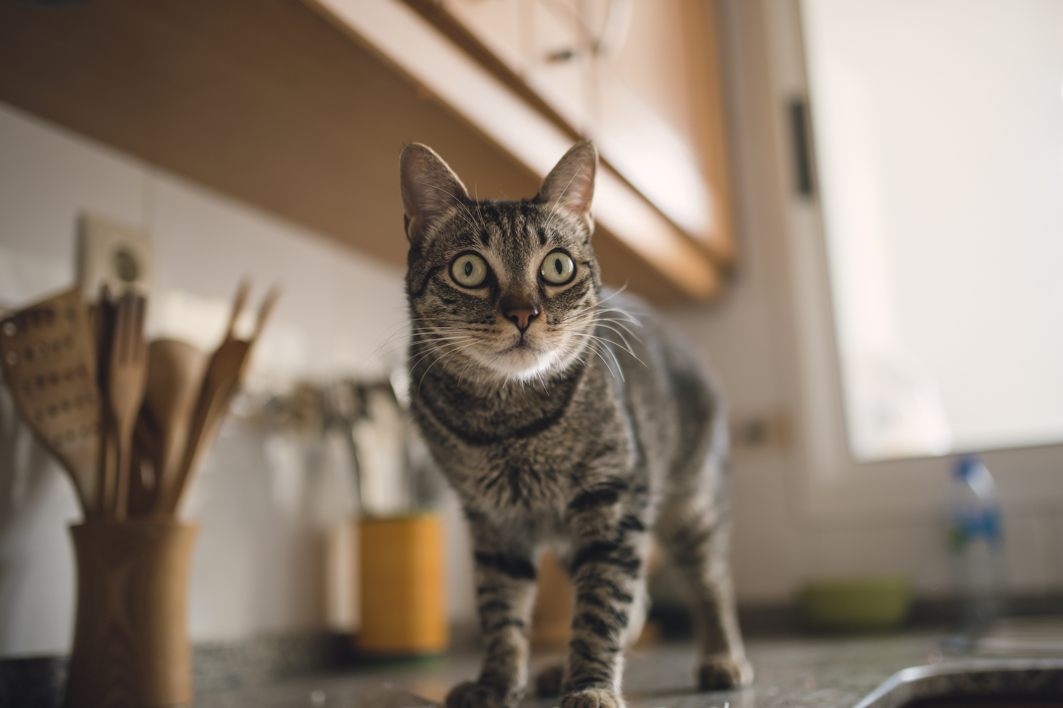 A tabby cat stands on a kitchen counter, looking alert with wide eyes. Various kitchen utensils and a window are visible in the background