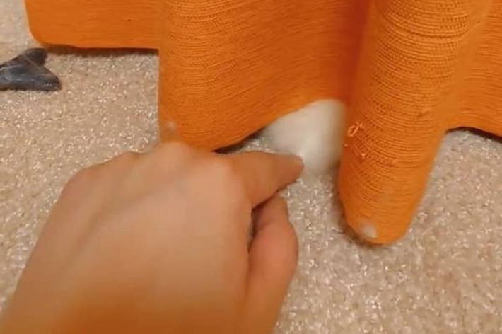 カーテンの裾から覗くもふもふをつんつんしてみた（こめままさんのXより）